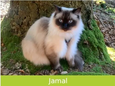 Kater lost   91601 Dombühl Jamal